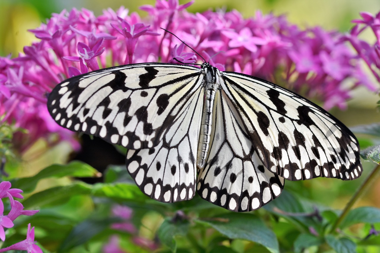 How to create a butterfly garden at home