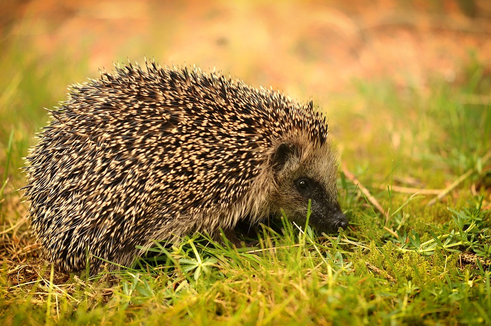How to attract more wildlife in to your garden