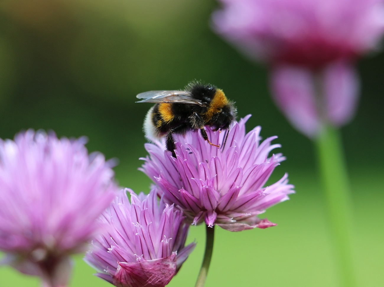 A Bee on pink flower