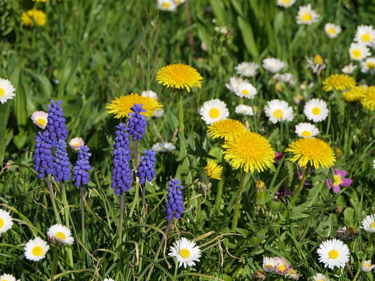 unmowed lawn with flowers